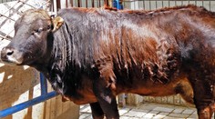 Atrakcia ZOO. Krava so šiestimi nohami