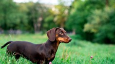 V Nemecku navrhujú zakázať chov niektorých psích plemien. Hrozí, že medzi nimi bude aj obľúbený jazvečík