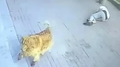 VIDEO: Venčenie psa sa takmer skončilo fatálne. Muž po "útoku" mačky upadol do bezvedomia