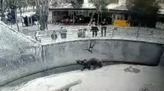Video, z ktorého mrazí. Matka, pred zrakmi návštevníkov, hodila dcéru (3) do medvedieho výbehu v ZOO