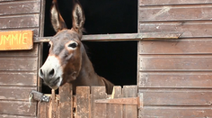 Muž 20 rokov skúma správanie somárov. Naučil ich aj rozprávať