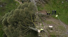 VIDEO: Briti zúria. Vandal spílil najznámejší strom v krajine, polícia ho zadržala