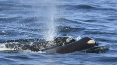 Smútiaca kosatka ukončila púť žiaľu: Po 17 dňoch pustila svoje mŕtve mláďa