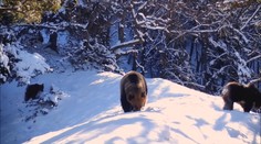 Monitoring šeliem v Malej Fatre ochranárov sklamal. Čakalo ich však jedno prekvapenie