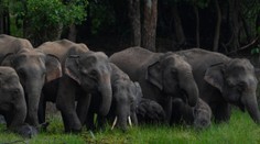 Fotky z dovolenky ho stáli život. Turistu pred zrakom snúbenice udupalo stádo slonov