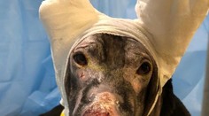 Gravidná sučka riskovala vlastný život: Upozornila na požiar a zachránila ľudí z hospicu