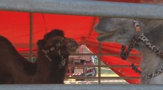 Polícia definitívne uzavrela prípad ošetrovateľa, ktorý zomrel v cirkuse. Ťava je bez viny