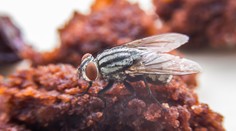 Toto sa stane s vaším jedlom, keď si naň sadne mucha