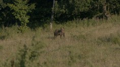 Najviac medveďov usmrtili na Poľane. S kamerou sme tam strávili noc, pozrite sa, ako to tam vyzeralo