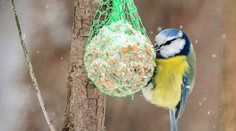 Ak chcete kŕmiť s deťmi v zime sýkorky, toto musíte vedieť