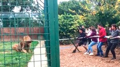 Kontroverzná atrakcia v anglickej ZOO: Za poplatok sa môžete preťahovať s levom