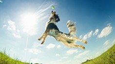 Chcete, aby váš pes žil dlho a kvalitne? Pridajte mu do stravy tieto veci