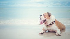 Oddnes už zviera nie je vecou