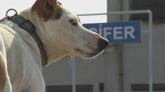 V Cíferi majú psa, ktorý z času na čas utečie z domu a vyberie sa vlakom do Trnavy