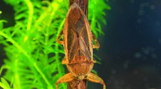 Na Európu útočia obrovské ploštice. Sú veľké ako dlaň a bolestivo hryzú medzi prstami na nohách