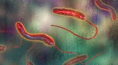 Smrteľná choroba sa objavila na Balkáne po viac než sto rokoch. Odborníci varujú pred šírením