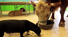 Zmätená krava si myslí, že je pes. Takto sa správa