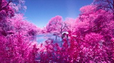 FOTOGALÉRIA: Videli ste už cyklaménové stromy v newyorskom Central Parku?