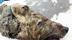 Neuveriteľný objav: Na Sibíri našli 40-tisíc rokov starého vlka, mal obrovské rozmery