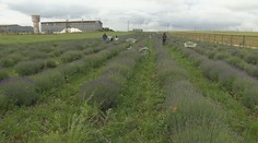 Slováci húfne chodia na polia. Farmári pri Nitre zvolávajú ľudí na samozber levandule