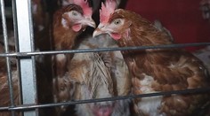 EÚ: Vedci odporučili ukončiť používanie klietok na chov kurčiat