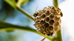 Nielen kliešte. V tomto roku nám podľa odborníkov hrozí veľké premnoženie nebezpečného hmyzu