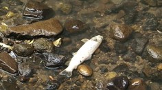 Z potoku mizne voda. Kto za to môže?