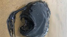 Rarita z pláže v Kalifornii: More vyplavilo príšeru z hlbín s príznačným názvom