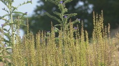 Tento rok sa mimoriadne darí bylinkám. Pozreli sme sa na to, ktoré sú na čo dobré