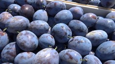 Ovocinári hlásia slabú úrodu. Ako sa to pretaví do cien pálenky?