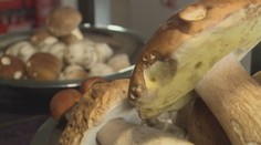 Hubárska sezóna je za rohom. V týchto receptoch huby priam vyniknú