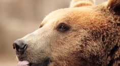 Tento medveď rozhodne vie, čo je potešenie!