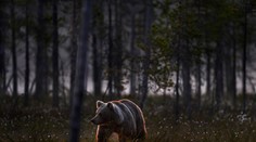 Útok medveďa neďaleko slovenských hraníc. Napadol aktivistu, ktorý ho prišiel chrániť