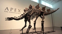 Dražba, ktorá prekonala všetky očakávania. Za kostru vzácneho dinosaura zaplatil kupec závratnú sumu
