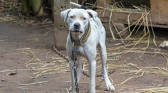 Trojročné dievčatko neprežilo útok pitbula: Otcove srdcervúce slová na rozlúčku