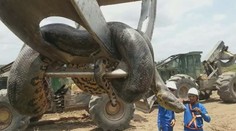 V Brazílii našli anakondu gigantických rozmerov