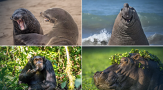 FOTO: Snímky, ktoré vám zlepšia deň. Toto sú najvtipnejšie tohtoročné zábery z voľnej prírody