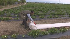 Mrazivé noci dali pestovateľom zabrať. Zisťovali sme, kedy sa začnú samozbery jahôd