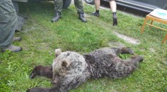 FOTO: Na Turci auto usmrtilo medveďa. Ide zrejme o jedinca, ktorému matka pri obrane syna zabodla vidly do zadku
