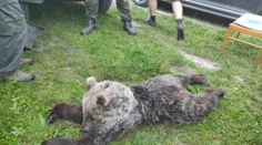 FOTO: Na Turci auto usmrtilo medveďa. Ide zrejme o jedinca, ktorému matka pri obrane syna zabodla vidly do zadku
