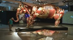 Výstava "Zvierat bez kože" v nemeckom Ulme vyvolala kontroverzné reakcie