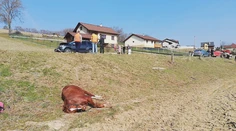 Splašený kôň vletel rovno pod auto. Krátko predtým sedelo na jeho chrbte malé dievča