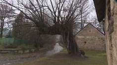 Na prvý pohľad to je úbohý umierajúci strom, ale ukrýva nečakané tajomstvo