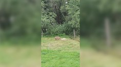 Ďalší útok vlka. Žena z Liptova nakrútila, ako jej ovcu ťahá preč