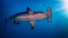 Hrozivý prípad. Žralok surfistovi odhryzol nohu, následne ju vyplavilo na breh