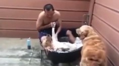 Tak tomuto sa hovorí psí život