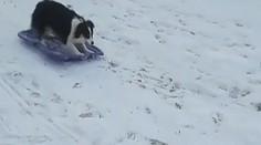 VIDEO: Zo snehu sa netešia iba deti. Talentovaný pes sa v zime bobuje sám