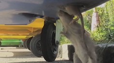 V centre Bratislavy sa množia potkany. Neúspešne s nimi bojujú už týždne