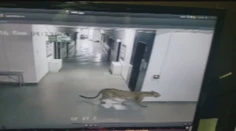 Leopard hľadal potravu v škole. Horor, ktorý nastal, uvidíte vo videu