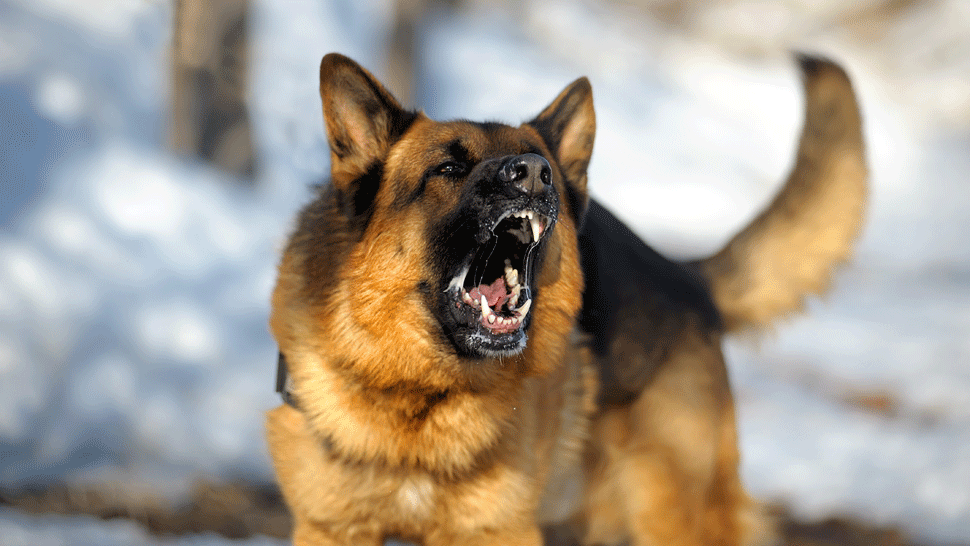 Pes napadol a zranil chlapca (14), jeho majiteľovi hrozí väzenie